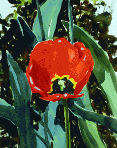 Red-Tulip