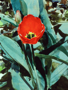 Red tulip.
